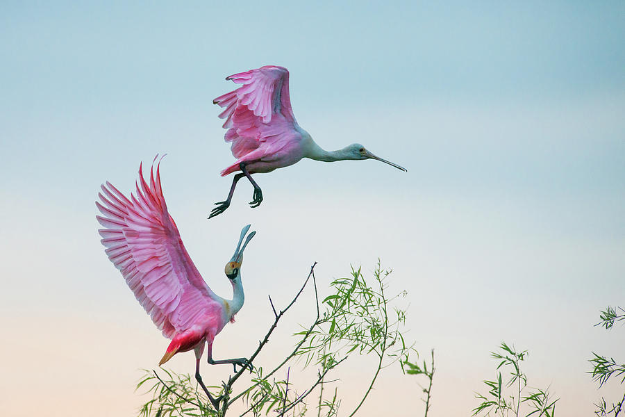 High Photograph - Rosy Pair (roseate Spoonbills) by C. Mei