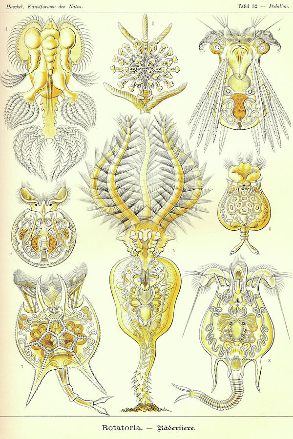 Rotatoria, rotifera worms Painting by Ernst Haekel Rotatoria, rotifera worms Painting by Ernst Haekel