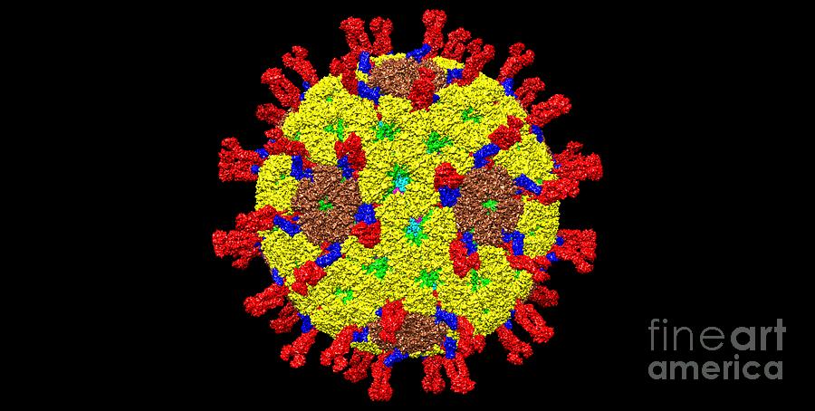 Rotavirus Photograph - Rotavirus by Dr. Victor Padilla-sanchez, Phd / Washington Metropolitan University/science Photo Library
