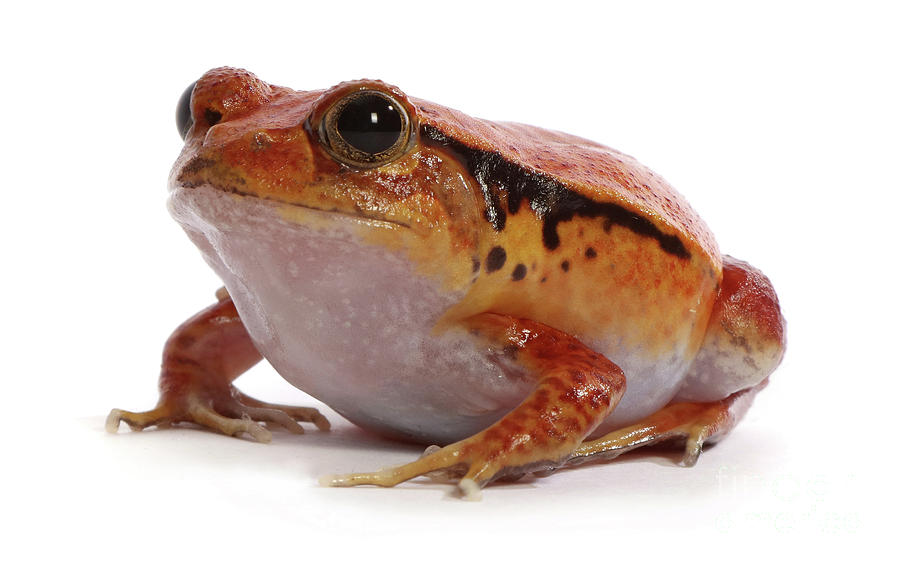 Rotten Tomato Frog Photograph by Warren Photographic