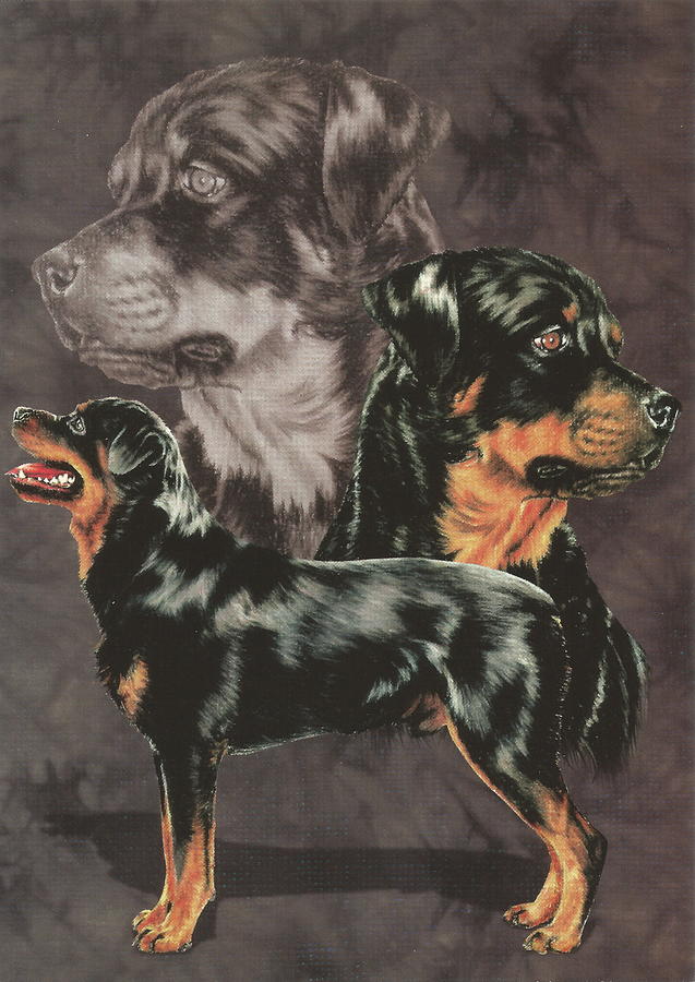 Rottweiler Alteration Drawing by Barbara Keith
