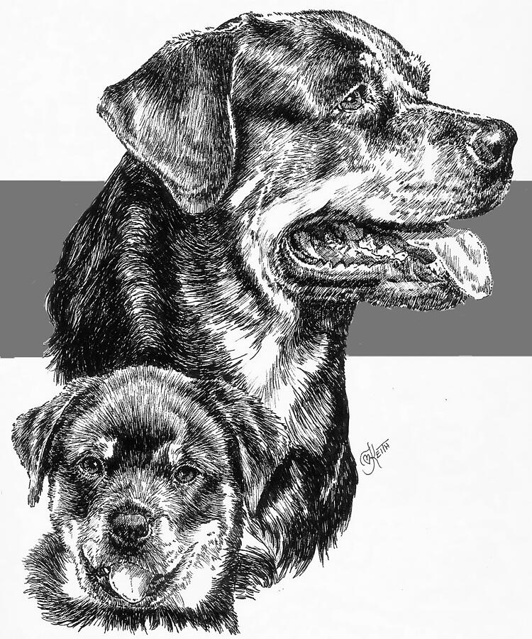 Rottweiler and Pup Drawing by Barbara Keith