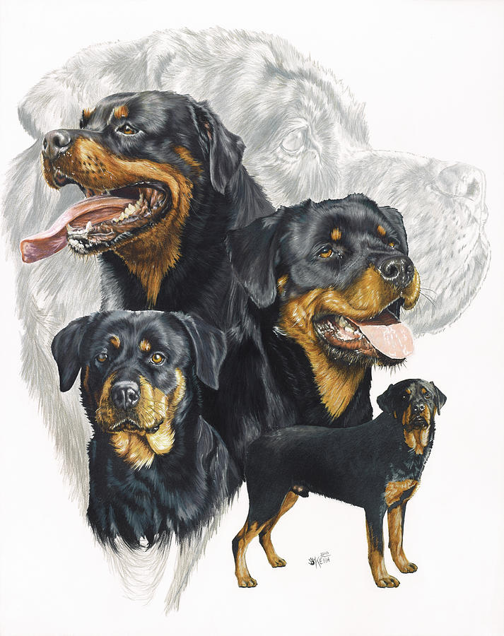 Dog Painting - Rottweiler by Barbara Keith