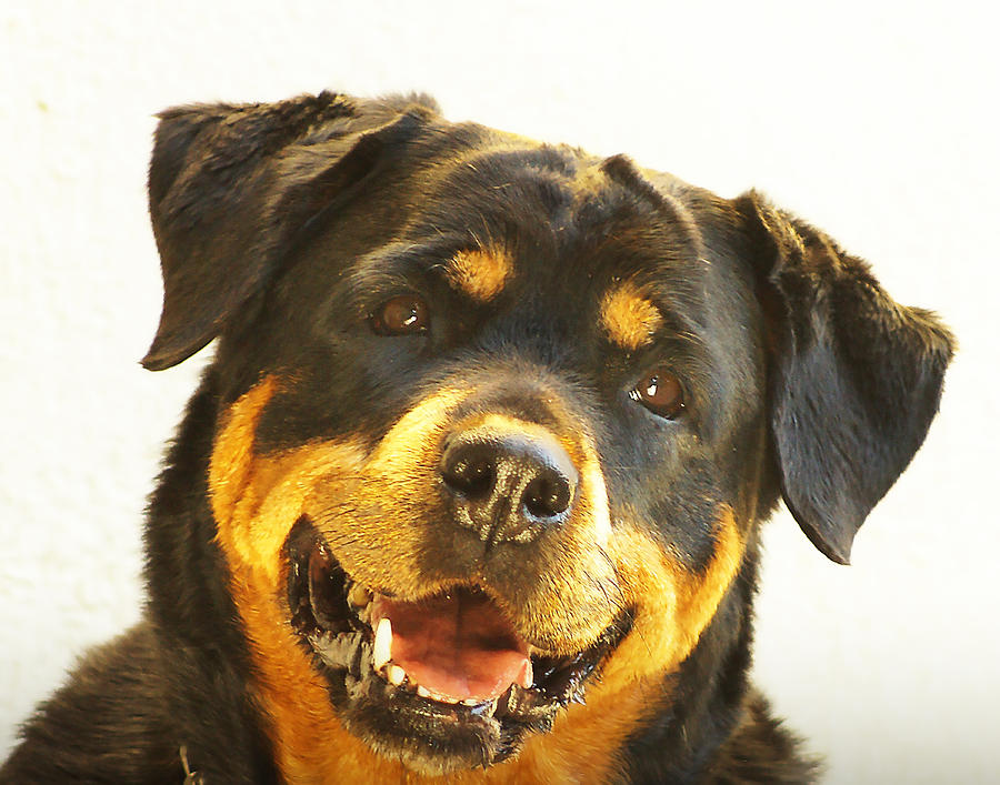 Rottweiler Dog Photograph by Dave Byrne - Fine Art America