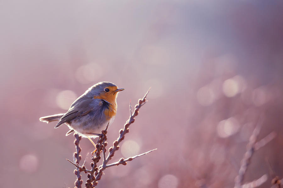 Winter Photograph - Rouge-Gorge or European Robin in Winter modus by Roeselien Raimond