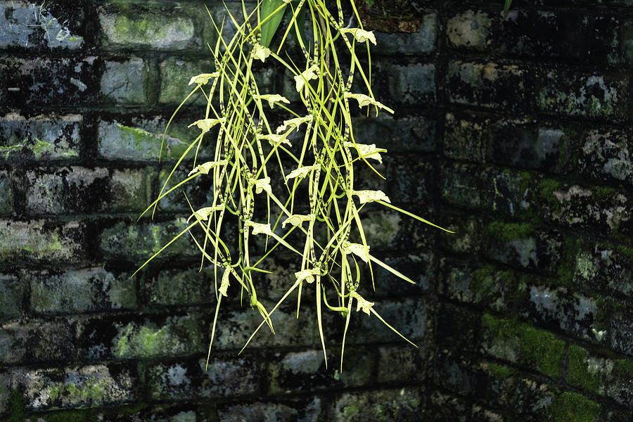 Rough Bricks and Dainty Orchids Photograph by Georgia Mizuleva