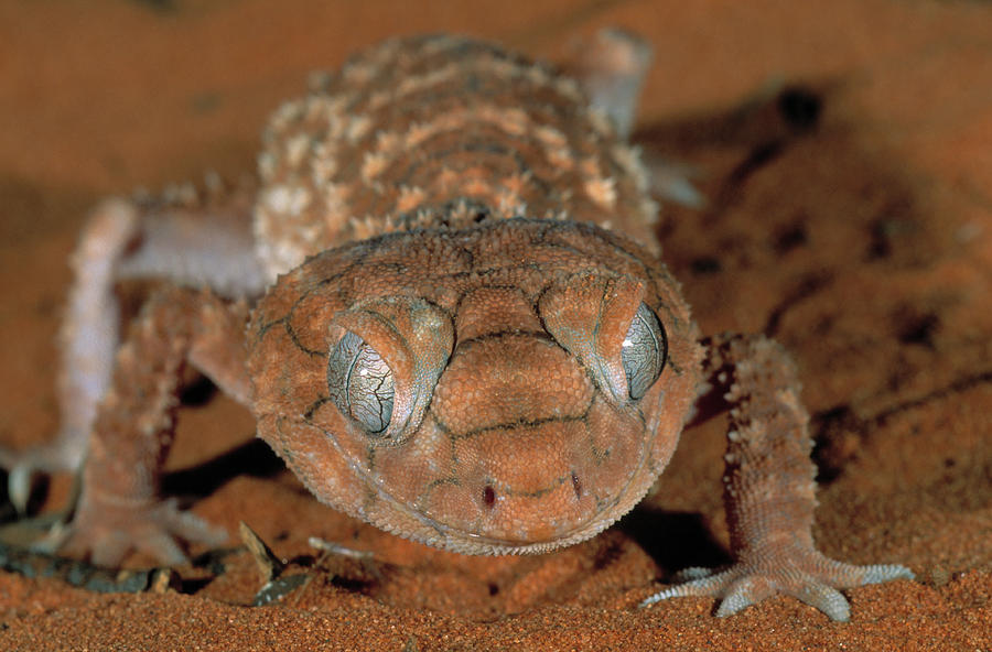 Rough Knobtail Gecko  Nephrurus Amyae Photograph by Nhpa