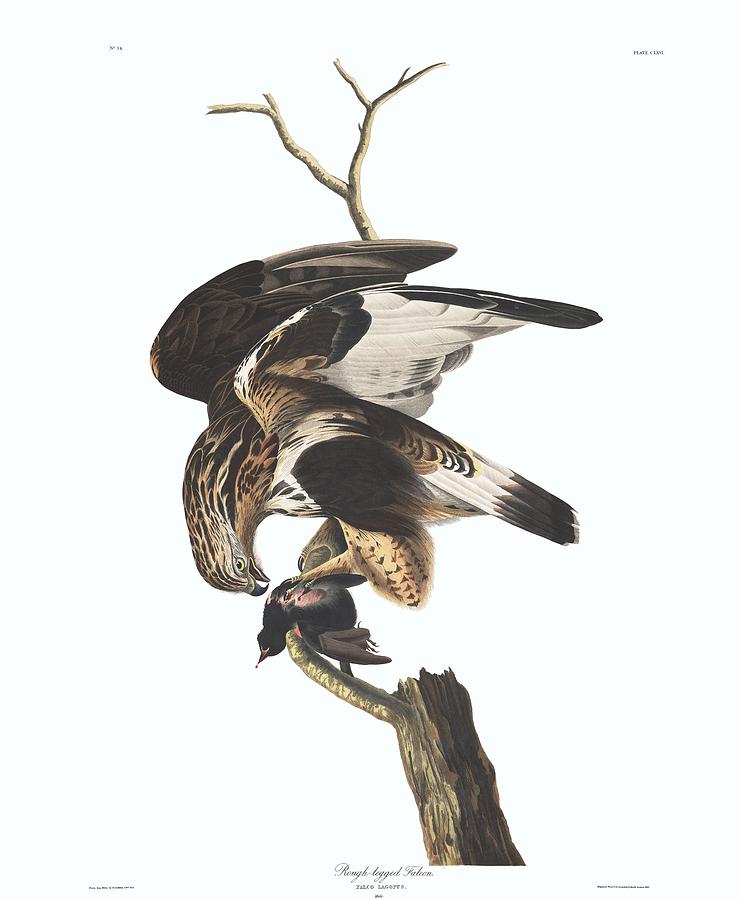 Wildlife Painting - Rough-legged Falcon 2 by John Audubon by Celestial Images