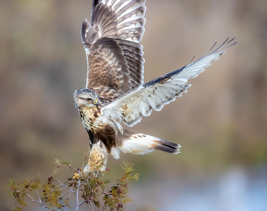 Wildlife Photograph - Rough Legged Hawk by Davidhx Chen