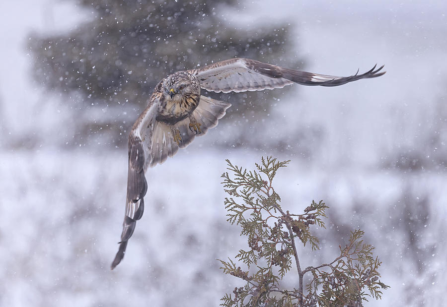 Hawk Photograph - Rough-legged Hawk In A Storming  Day by Picart