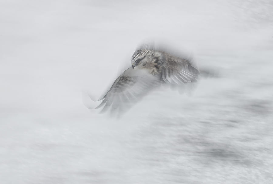 Wildlife Photograph - Rough-legged Hawk by Larry Deng
