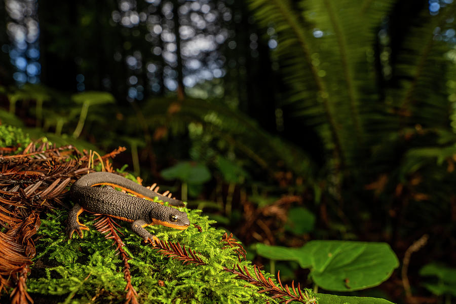 Rough Skinned Newt In Redwood Forest Photograph by Sebastian Kennerknecht