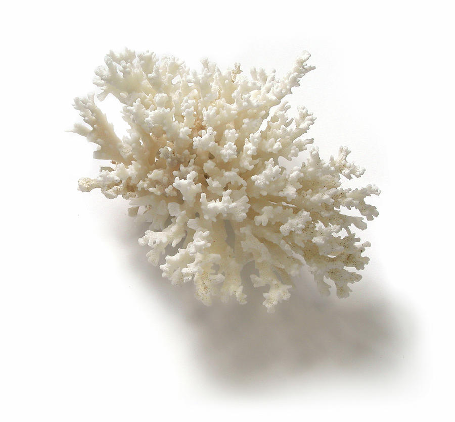 Rough White Spiny Coral Ocean Specimen by Terryfic3d