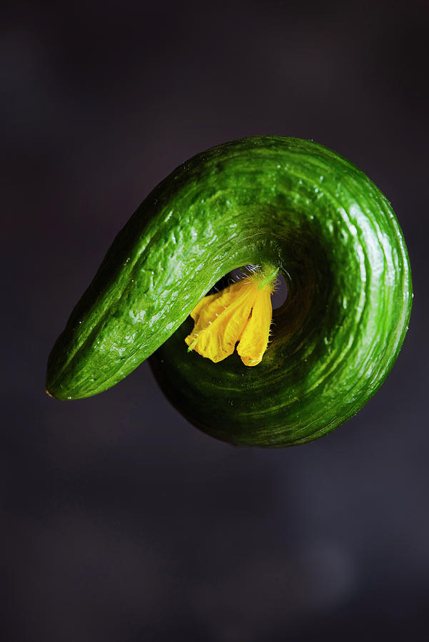 Round Curved Cucumber With A Flower Against A Dark Background Photograph by Justina Ramanauskiene