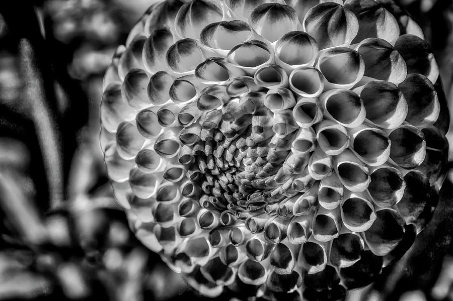 Round Dreamy Dahlia In Black And White Photograph by Garry Gay