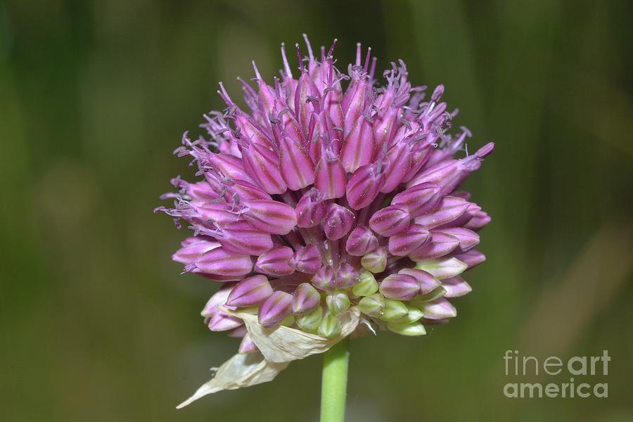 Round Headed Leek by Bruno Petriglia/science Photo Library