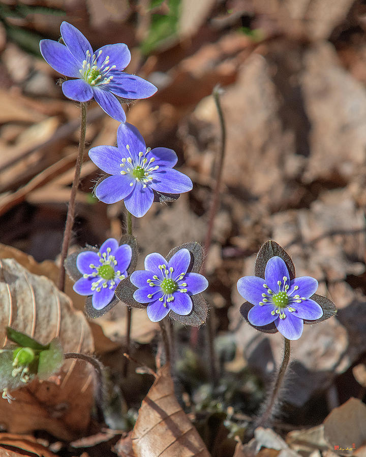 Round-lobed Hepatica-Violet DFL0942 Photograph by Gerry Gantt Round-lobed Hepatica-Violet DFL0942 Photograph by Gerry Gantt