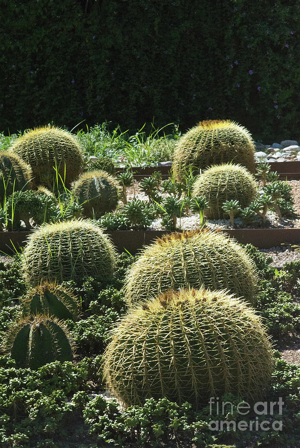 Round pillow cactus in a flowerbed  Photograph by Ingela Christina Rahm