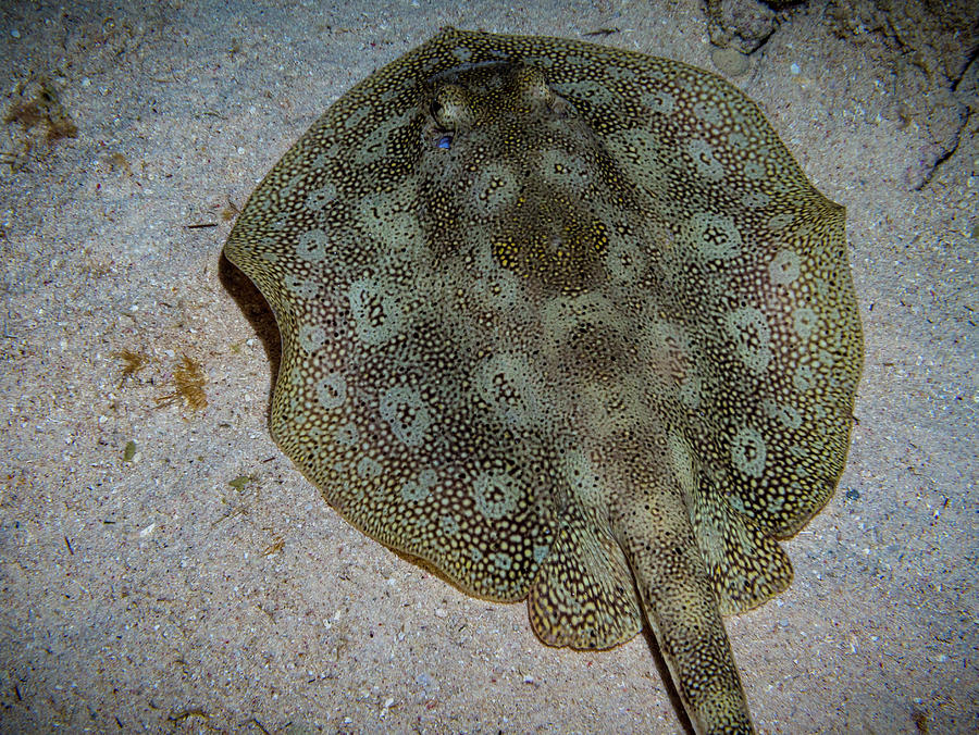 Round Spotted Stingray Photograph by Jean Noren