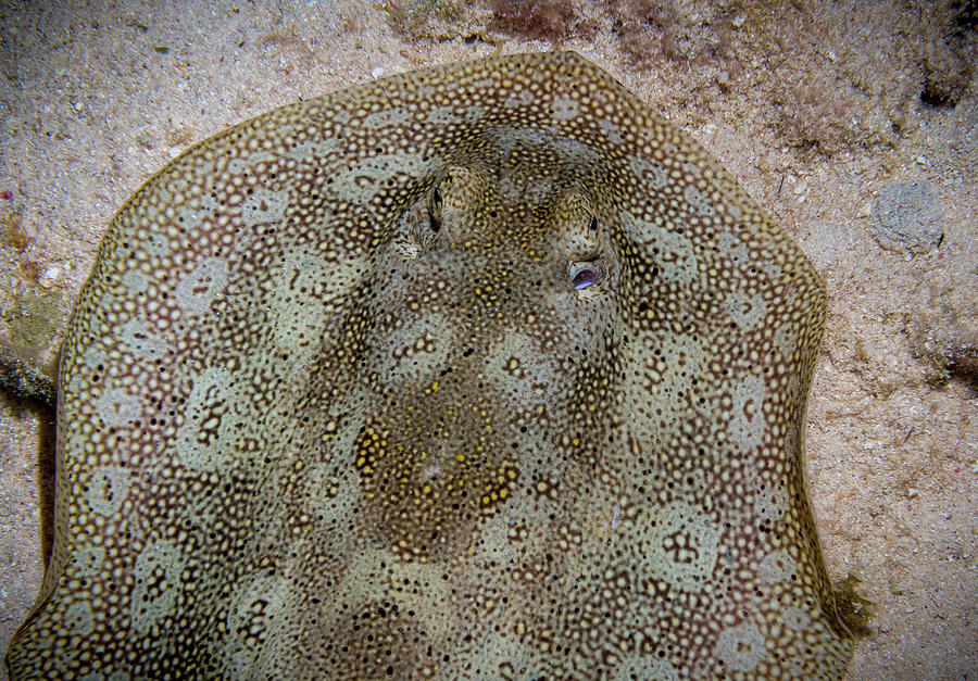 Round Stingray Eyes Photograph by Jean Noren