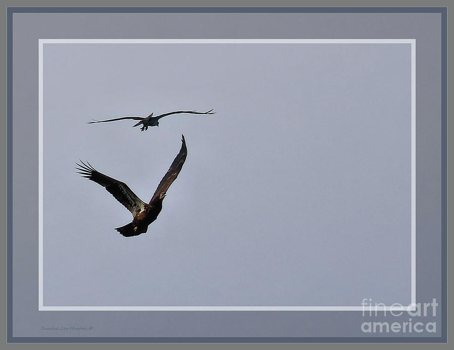 Round Two Osprey Verses Eagle, Framed Photograph by Sandra Huston