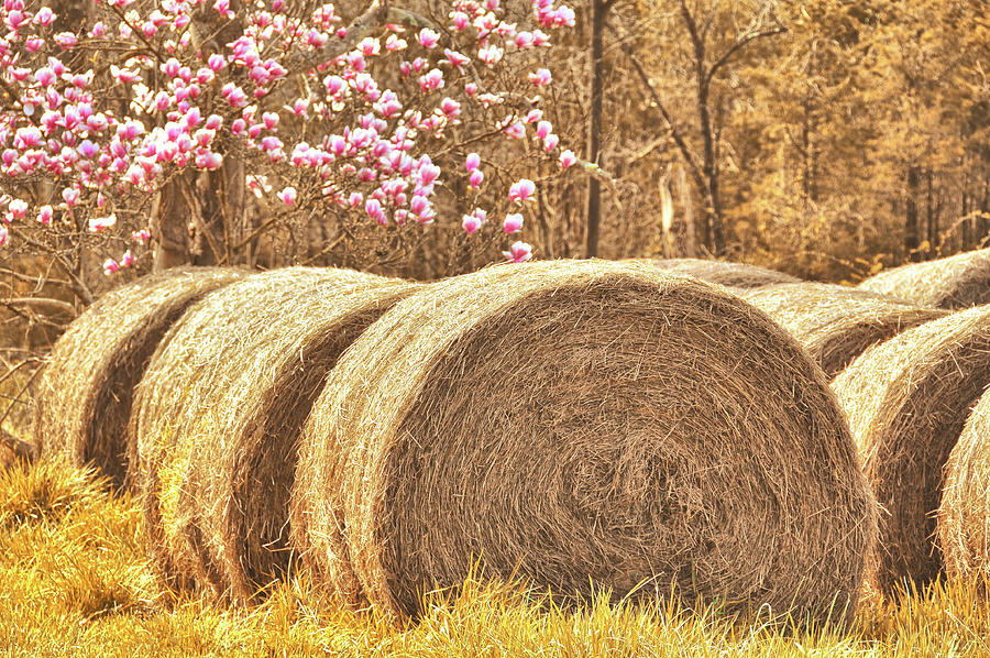 Rounded Bales Photograph by Dressage Design