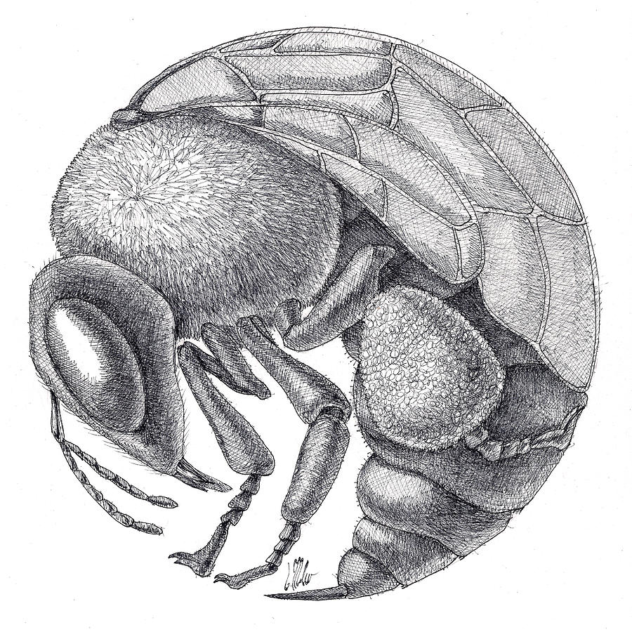 Rounded Bee Drawing by Victor Molev