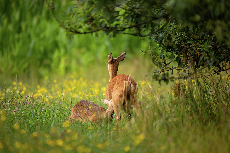 Row deer family graze on meadow, Czech wildlife Photograph by Artush Foto