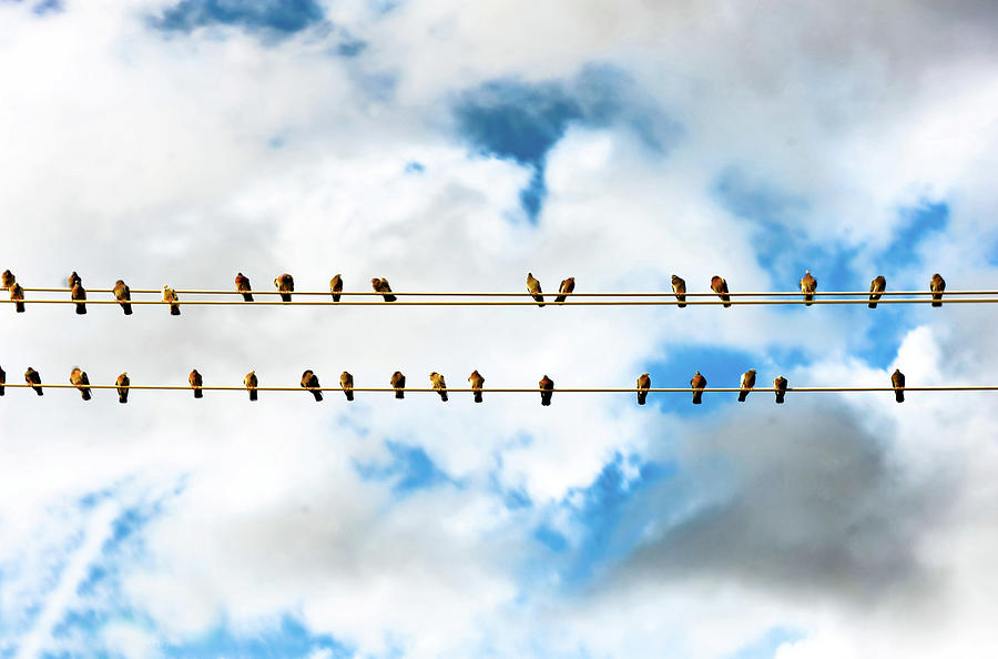Row Of Birds On Electric Wire Photograph by © Copyright Svetan Photography - All Rights Reserved.