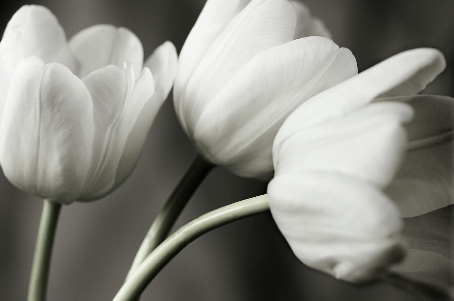 Still Life Photograph - Row Of Bw Tulips by Tom Quartermaine