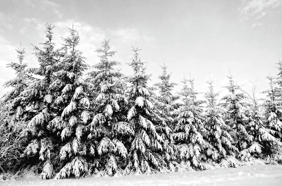 Row Of Evergreen Trees Are Laden With Photograph by Gail Shotlander