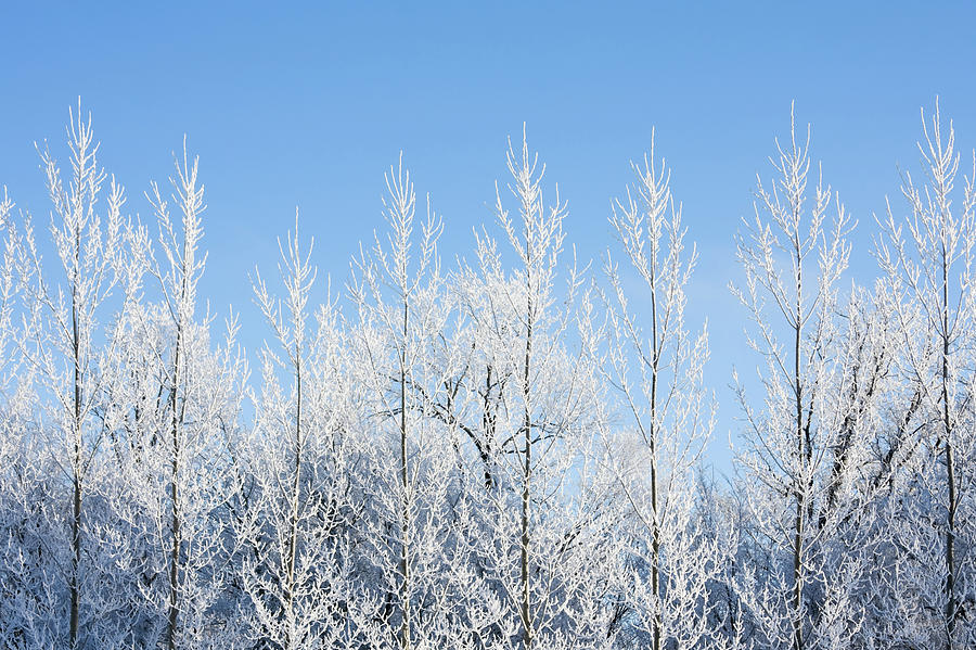 Row Of Frosty Poplar Trees Photograph by Skhoward