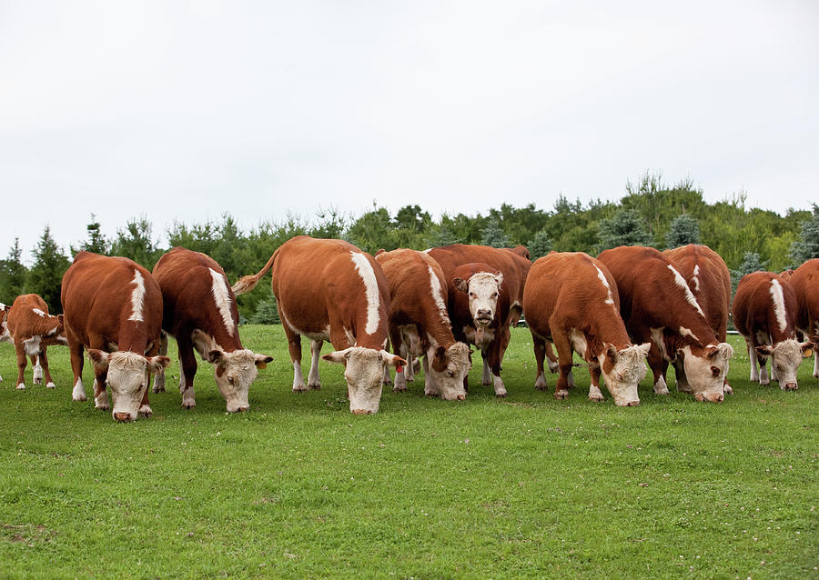 Row Of Hereford Cattle Grazing In Photograph by Emholk