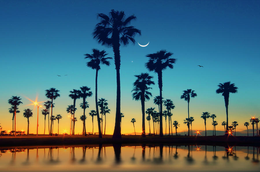 Nature Photograph - Row Of Palm Trees by Lee Sie Photography