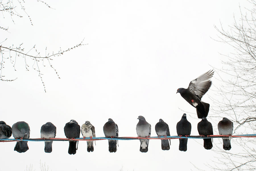 Winter Photograph - Row Of Pigeons On Wire by Ernest Mcleod