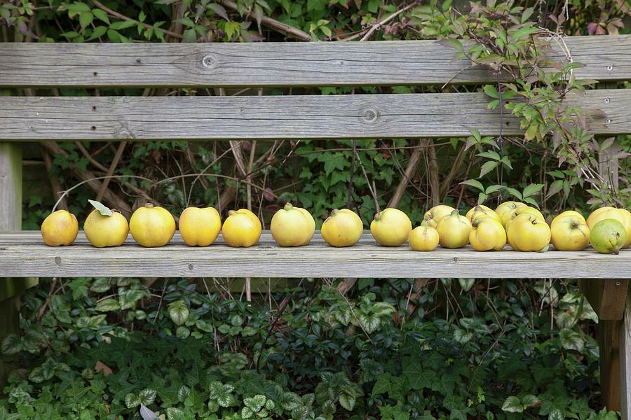 Row Of Quinces On Wooden Bench In Garden Photograph by Sibylle Pietrek