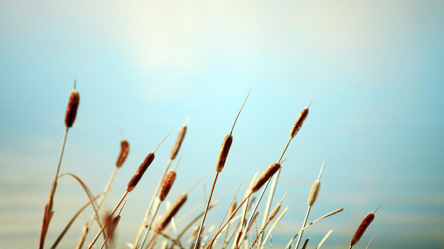 Row of Reeds Photograph by Todd Klassy