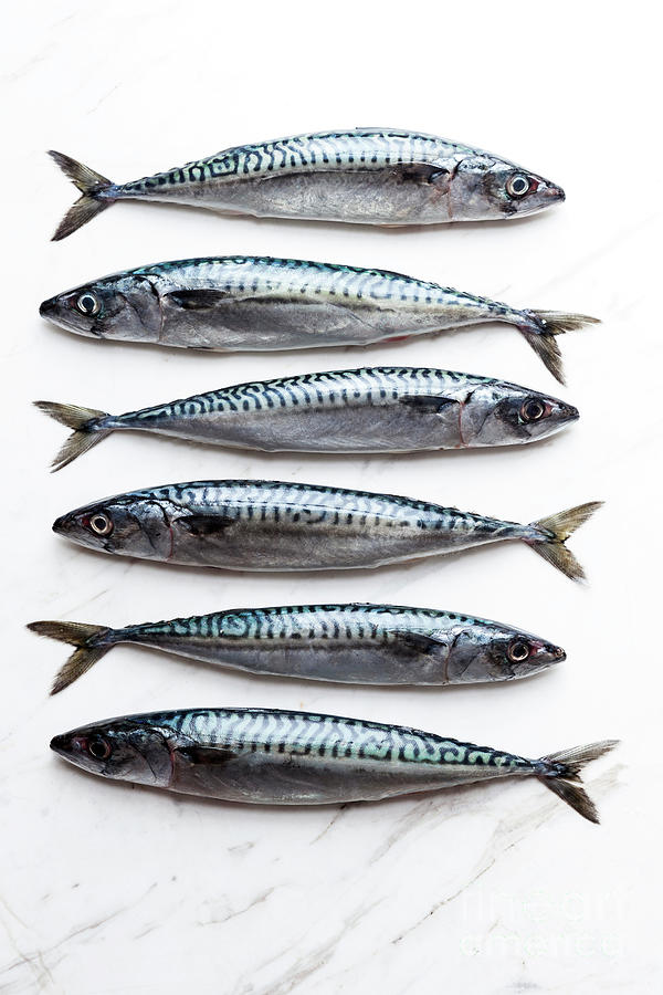 Row Of Six Sardines On White Marble Photograph by Westend61