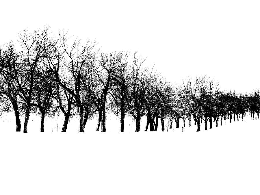 Black And White Photograph - Row Of Trees In Snow by Clive Branson
