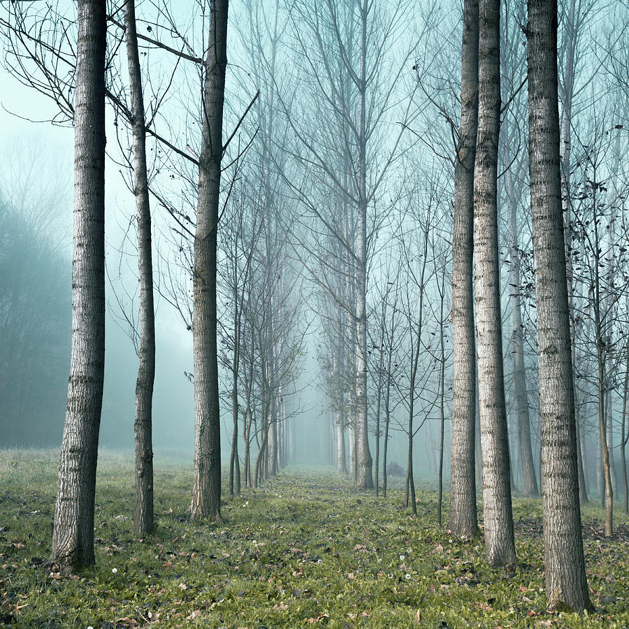 Row Of Trees In The Mist Photograph by Matteo Colombo