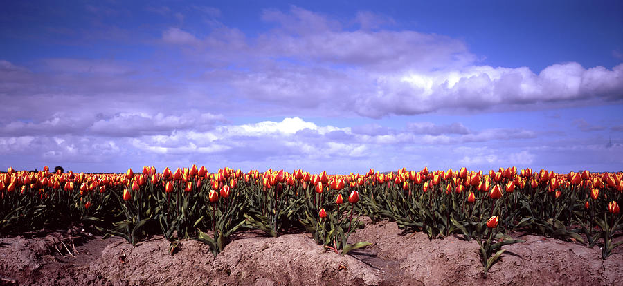 Row Of Tulips Photograph by Frank Bunnik
