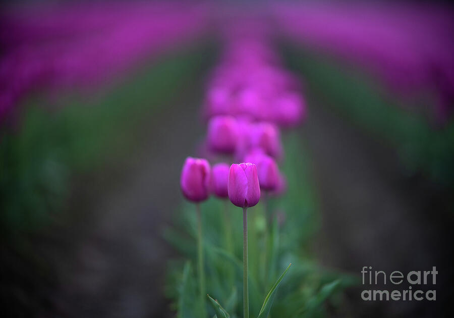 Tulip Photograph - Row of Tulips Magenta Beauties by Mike Reid