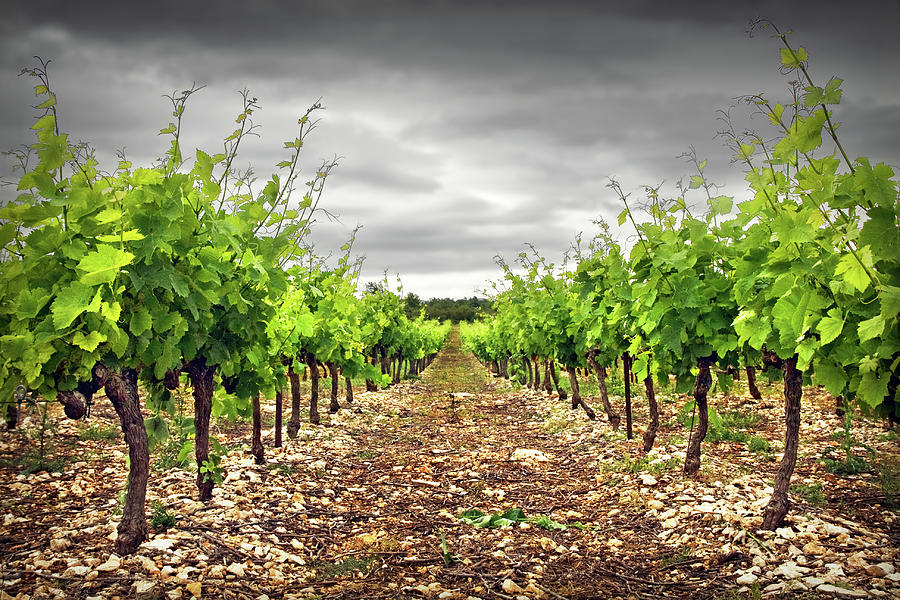 Nature Photograph - Row Of Vineyard by Ellen Van Bodegom