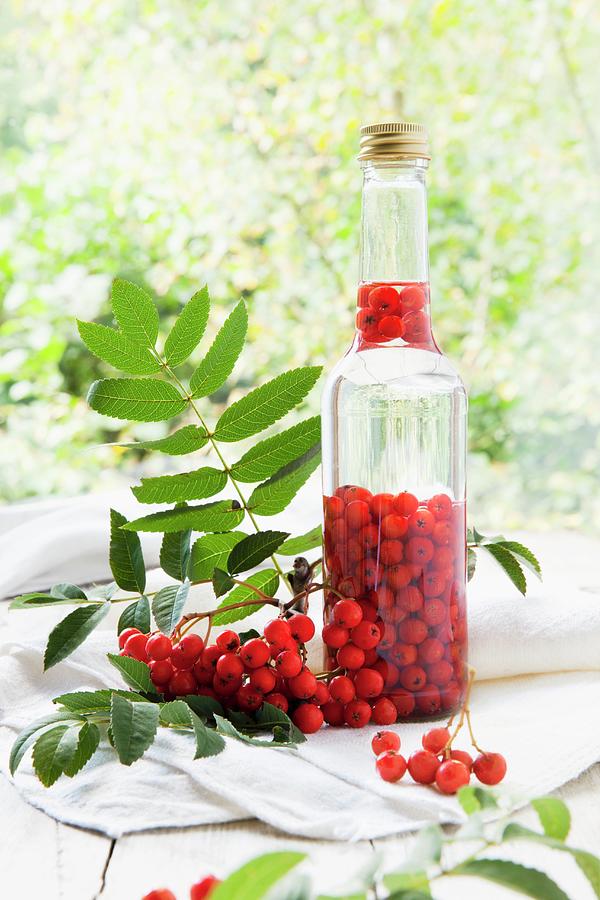 Rowan Berries Being Steeped In Alcohol To Make Schnapps Photograph by Sabine Lscher