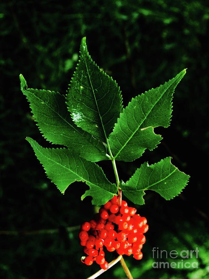 Rowan Berries C001 Photograph by Jor Cop Images