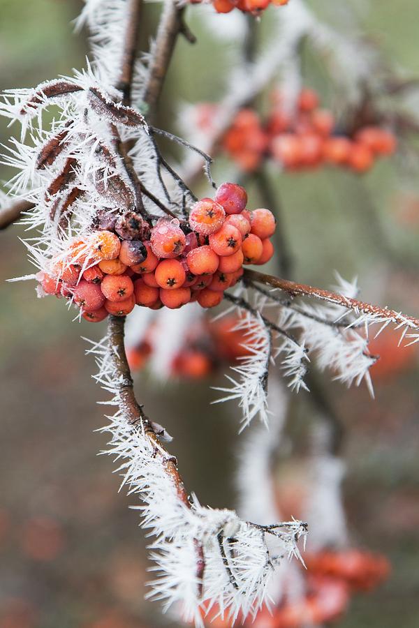Rowan Berries On Branch Covered In Hoar-frost Photograph by Monika Halmos