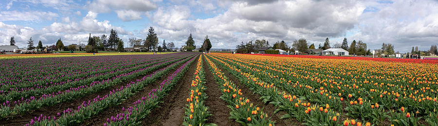Rows and Rows of Tulips by TL Wilson Photography by Teresa Wilson Rows and Rows of Tulips by TL Wilson Photography by Teresa Wilson