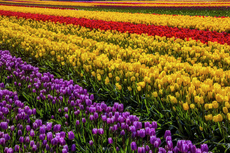 Rows And Rows Of Tulips Photograph by Garry Gay