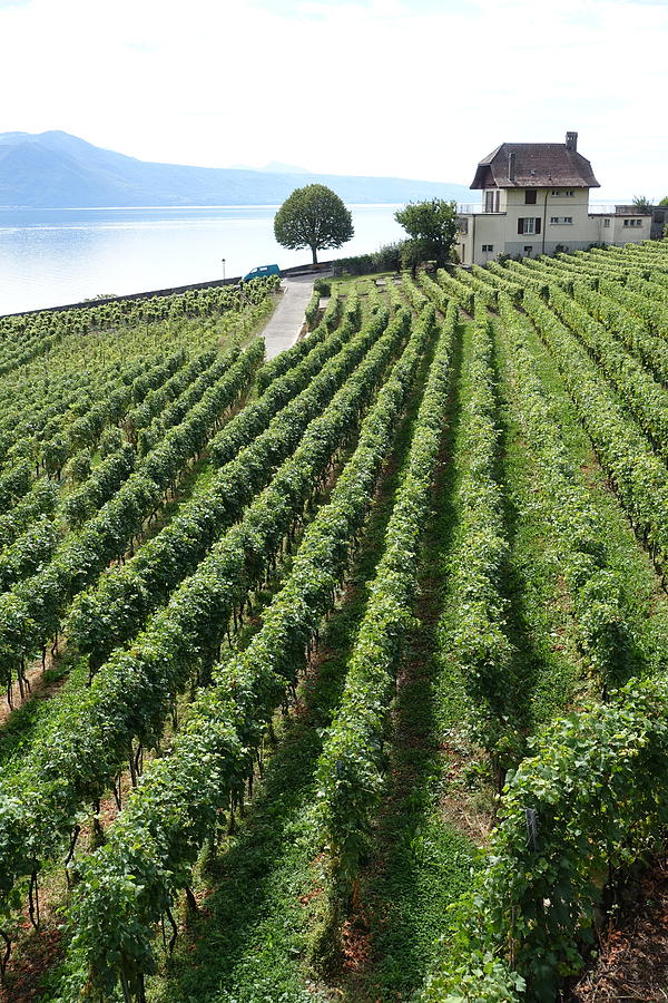 Rows and rows of vines Photograph by Patricia Caron