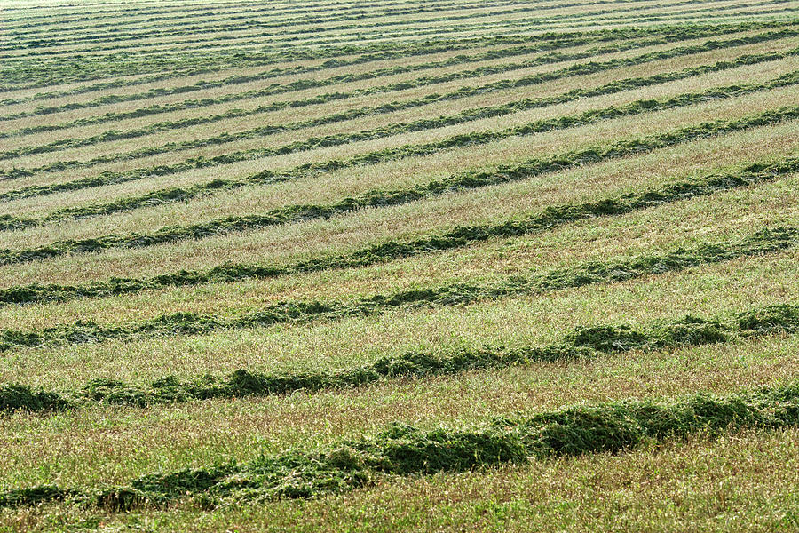 Rows and Rows of Windrows Photograph by Todd Klassy